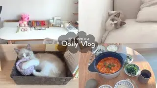 vlog | 거실 배치 변경 | 김치가츠나베 | 끊임없이 장난치는 아기 고양이..
