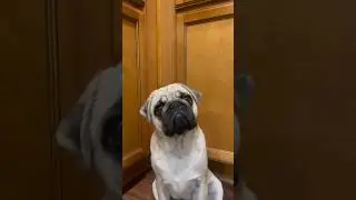 Pug 101 WOOF 🐾🐶 #pug #puglife #puppypug #dogs #doglover #pugshorts #pugshortsvideo #pugs