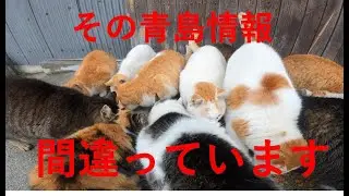 猫だらけの島 2022.2.8愛媛県大洲市の青島です。スカーレットを捕獲し病院へ。猫100匹以上、島民数名の島で、なぜ猫たちが生活する事ができていると思いますか？ほしい物リストは概要欄に。#118