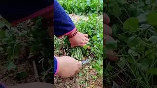 Fresh Vegetable Cutting & Preparation | Daily Kitchen Routine