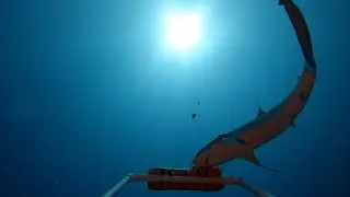 Mālama Manō: Studying Hawaii&rsquo;s Sharks | Nautilus Live