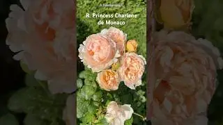 My Rose Today 31.07.2025. Princess Charlene de Monaco #rose #garden #gardening #lovesong #fairytales
