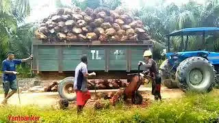 Detik detik buah sawit jatuh Peloding lari berteriak