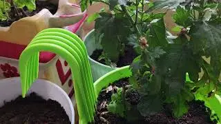 Mealy Bug Control at Home | Neem Oil Treatment for Balcony Garden (100% Organic) 