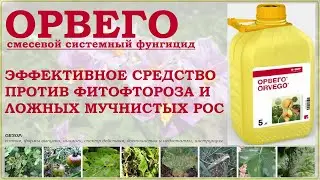 Орвего - эффективное системное средство от фитофтороза и ложных мучнистых рос. Обзор фунгицида