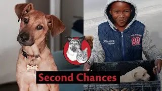 Second Chances - Animal Rescue Organisation