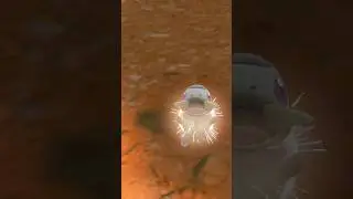 ✨️🦖 2nd Shiny Axew 🔴✨️ #pokemonscarletviolet #pokemon #shiny #shinypokemon #shortvideo #shorts