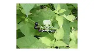 PLANTS Transport of defense compounds from source to sink - learnt lessons from glucosinolates