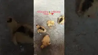 &ldquo;New Members 🐥 4 Baby Ducks 🦆❤️&rdquo; #BabyDucks #Ducklings#FarmLife#VillageLife #Shorts #YouTubeShorts