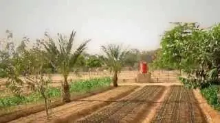 Growing Crops in the Desert