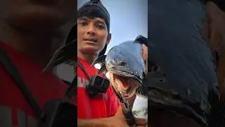 casting ikan toman. #mancing #casting #ikan #fishing #castinger #fish