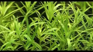 HETERANTHERA ZOSTERIFOLIA