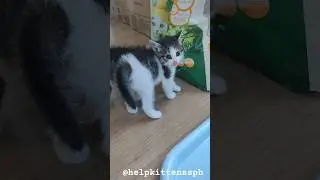котячьи разборки #кошка #приют #кот #спб #kitten #котики #кошки #котята