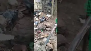 Pet Native Chicken Backyard, | Boy Alfred Vlog