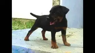 Jagdterrier 4 months vs rat