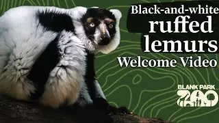 Black-and-white ruffed lemur | Welcome to Blank Park Zoo