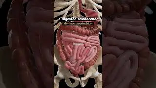 #digestivesystem #digestion #digestiveproblems #stomach