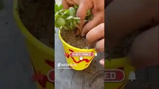 Jade plant care#diy #plants #nature
