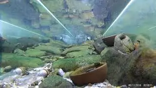 Reticulated Hillstream Loach Tank Upstream