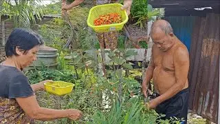Abang ipar dan kakak kutip buah cilly// kakak pergi cabut sayur sawi dan dapat cendawan //