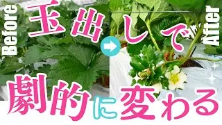 【田中農園 Vol.2】イチゴ栽培の葉かき・肥料・温度管理のすべて。プロが教える「玉出し」のメリット