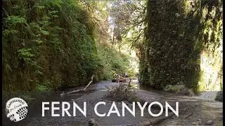 Fern Canyon - Ca&ntilde;&oacute;n de Helechos - Jurassic Hike - Una caminata de parque jur&aacute;sico.