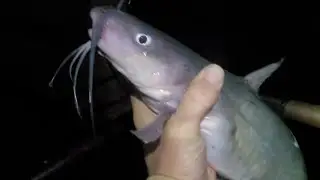 Jordan Tailrace/Dam Channel Catfish on jig