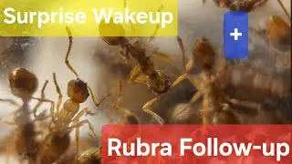 Myrmica Rubra Follow-up + Recent Unexpected wakeup Species