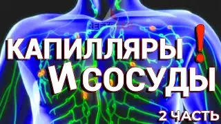 Лимфатическая система: Путешествие лимфы по капиллярам и сосудам