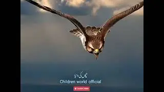 See and listen to fourteen different types of birds and their  voices for your own children's 