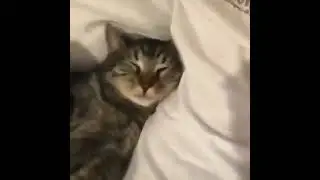 OMG So Cute Cats &hearts; Best Funny Cat Videos 2021 - Cat videos for cats - Cat videos