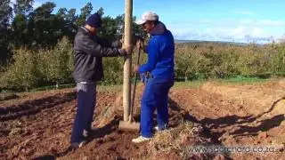 Trellis Support Xhosa