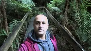 Exploring the Magic: Mt Doona Buang Rainforest Gallery and Walk