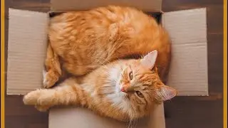 FUNNY Cat Commercials | Amazon Cat Products