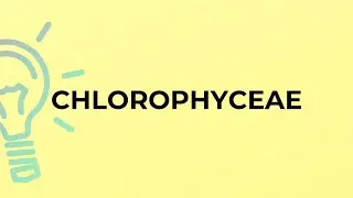 What is the meaning of the word CHLOROPHYCEAE?