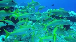 fish video