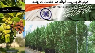 The Deadliest Trees You Didn't Know Exist