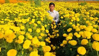 Laxmi flowers nursery  marigold s1 co. 🌼😍😍