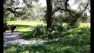 10 Acre Equestrian Ranch for sale 40 minutes from Tampa Bay Downs