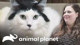 Un gato adicto a la comida | Mi gato endemoniado | Animal Planet