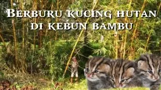Berburu di hutan bambo dapt anakan kucing hutan😲