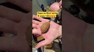💥ловлю Карпа в жару, я справлюсь?! #рыбалка #карп #рыбалканафидер #флэтфидер #сазан