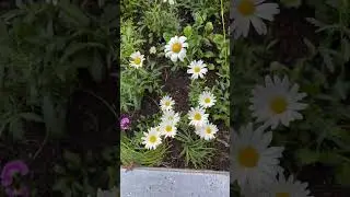 Oxeye daisy 🌸