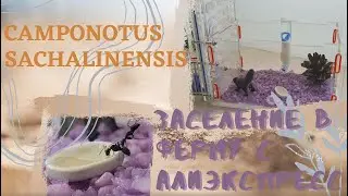 Заселение муравьёв в ферму с Алиэкспресс. Camponotus Sachalinensis.