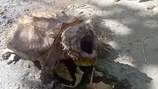 alligator snapping turtle/looks more like a voltes V bozanian beast fighter!!!😂