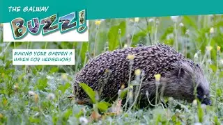 Making your garden a haven for hedgehogs