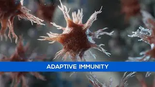 Medical Animation - Adaptive Immunity - Immunology