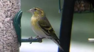 Ringed Siskin