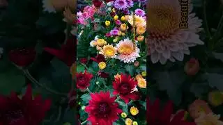 colourful chrysanthemum flower #beautiful #flower #shorts