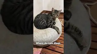 Where do cats sleep? #cats #catlovers #dream #sleep #viral #shorts #dream